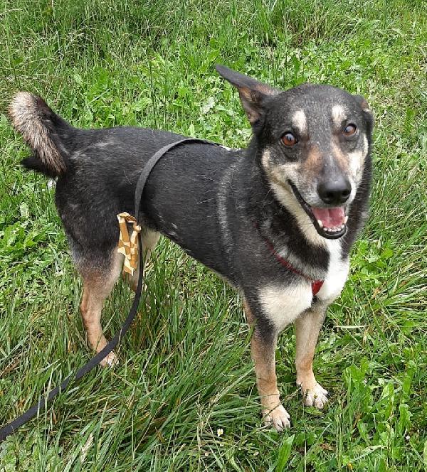 Bolt idoneo a tutti, taglia media contenuta Foto 3